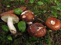 image of mushrooms