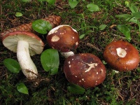 image of russula #26