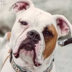 image of animal