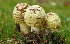 image of mushrooms
