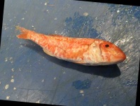 image of red_mullet #0