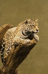image of jaguar_car