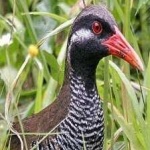 image of bird
