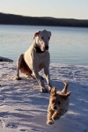 image of great_dane