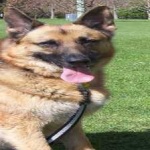 image of animal