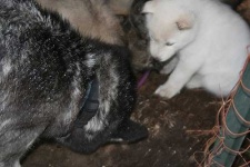 image of siberian_husky