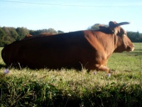 image of animal