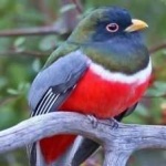 image of bird