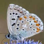 image of animal