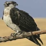 image of bird