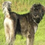 image of schnauzer #14