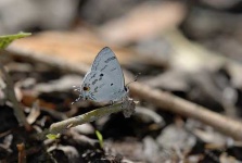 image of lycaenid