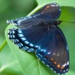 image of animal