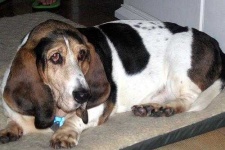 image of basset