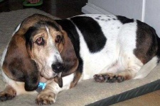 image of basset #4