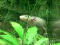 image of axolotl