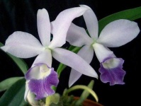 image of flower
