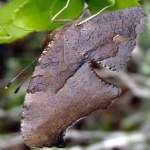image of animal