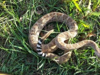 image of diamondback