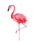 image of animal