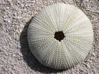 image of sea_urchin #2