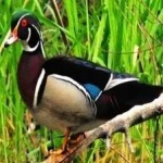 image of bird