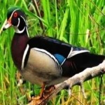 image of wood_duck #28