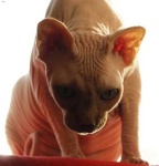 image of sphynx #5