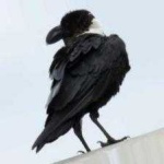 image of bird