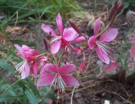 image of flower