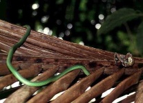 image of vine_snake