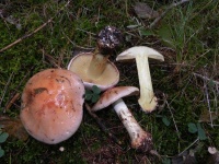 image of mushrooms