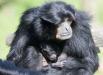 image of siamang