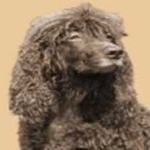 image of animal