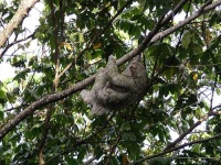 image of three_toed_sloth
