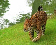image of jaguar_car