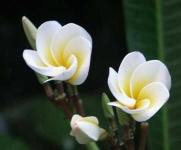 image of flower