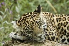 image of jaguar_car