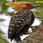 image of bird