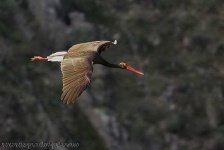 image of black_stork