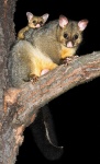 image of possum #56