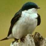 image of bird