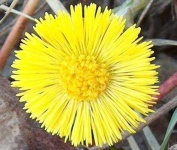 image of flower
