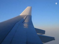 image of wing