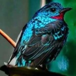 image of bird