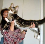image of tabby