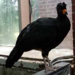 image of bird