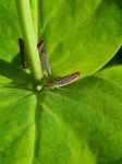 image of leafhopper #20