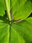 image of leafhopper