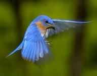 image of bluebird